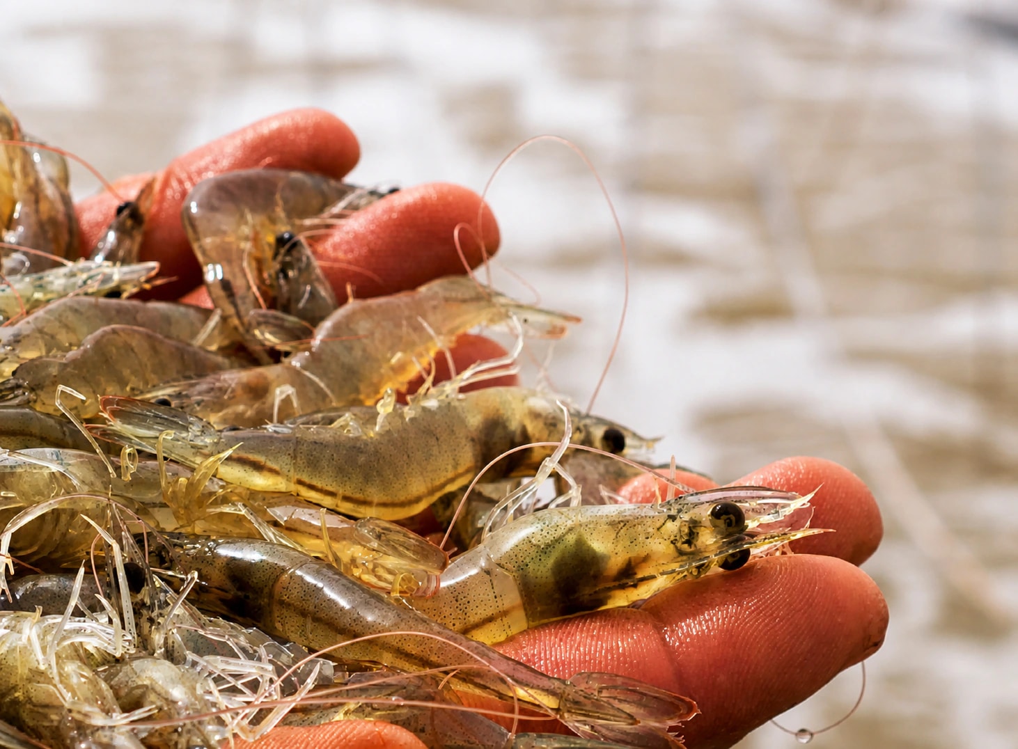 Kino shrimp inspected by hand