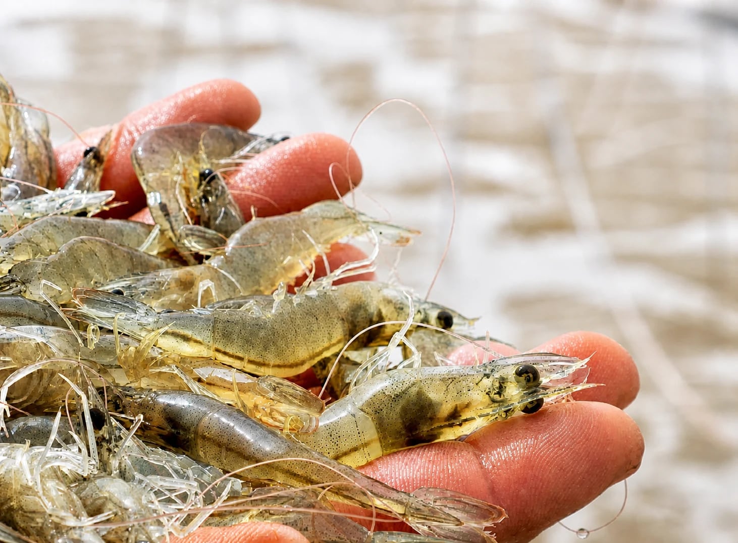 Kino shrimp inspected by hand