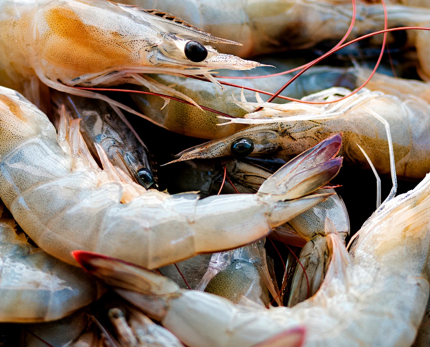 Fresh Mexican white shrimp from Kino