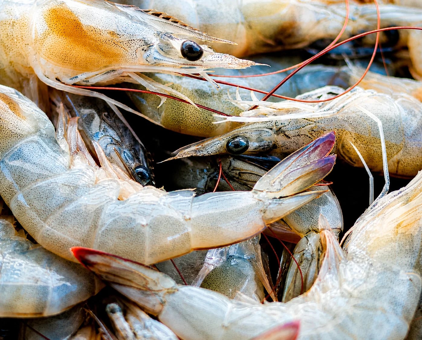 Fresh Mexican white shrimp from Kino